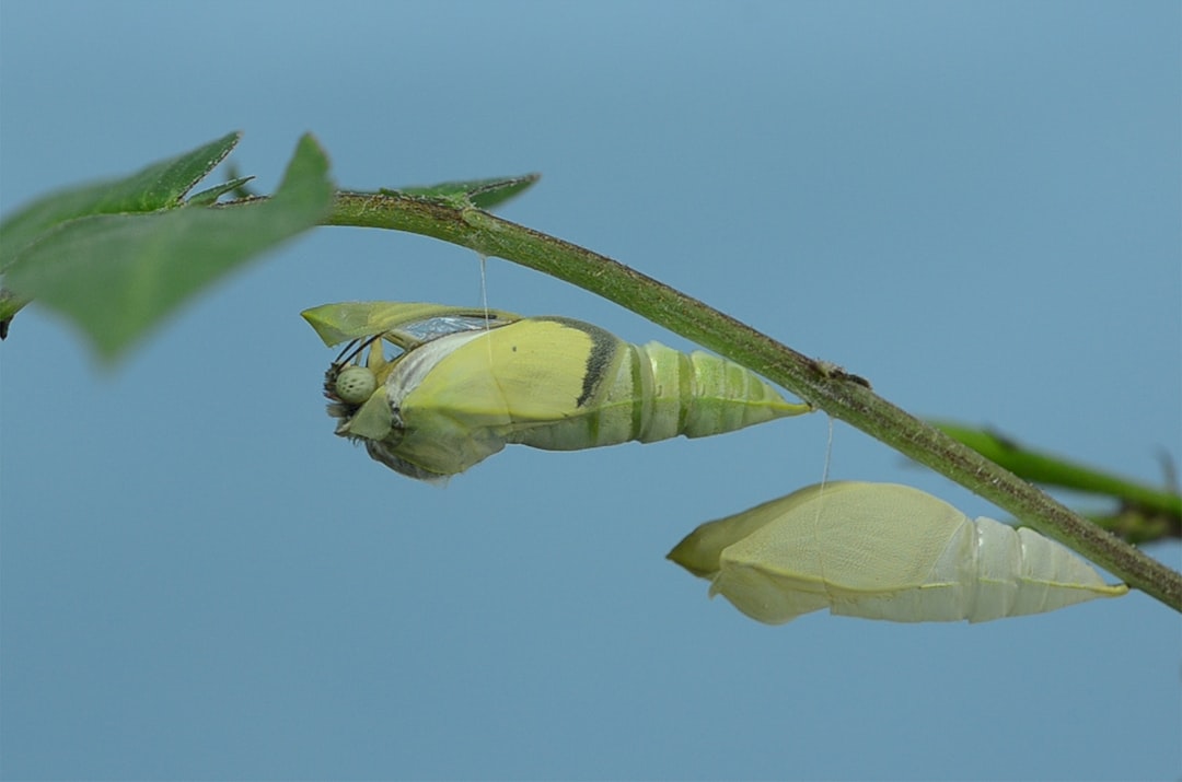 Photo Silk cocoon